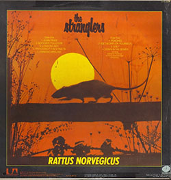IV Rattus Norvegicus